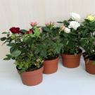 Комнатная роза (80 фото): виды, выращивание и уход Как ухаживать за розой в горшке дома